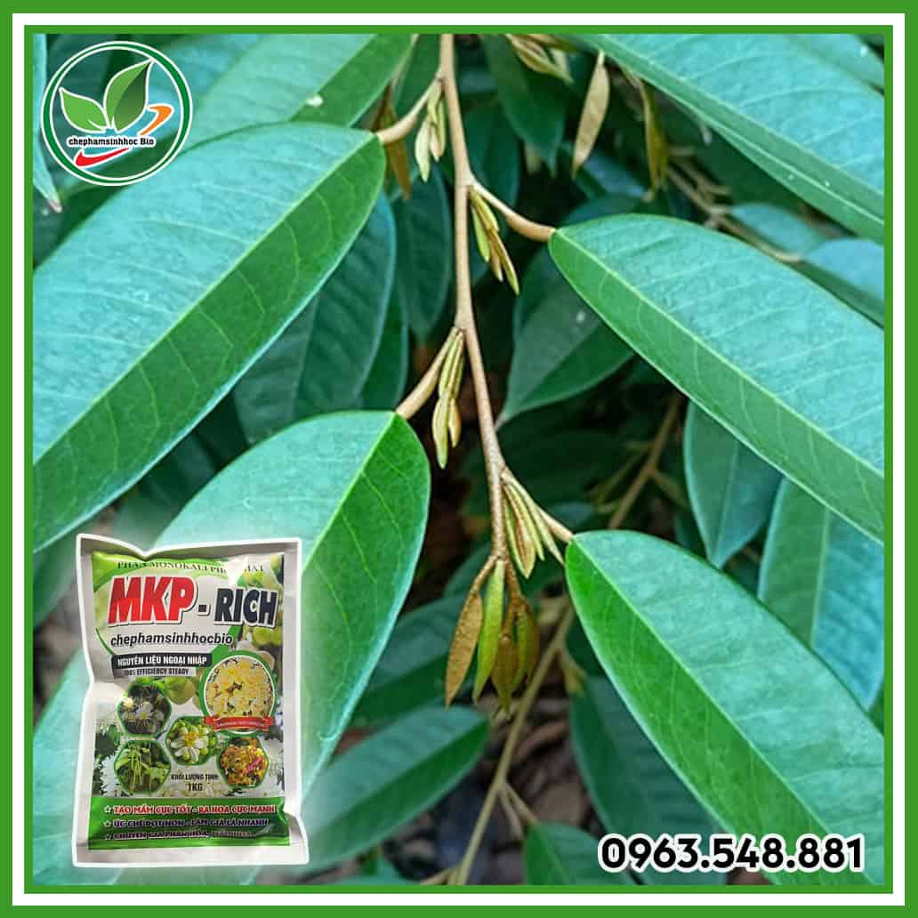 MKP RICH