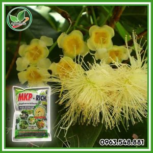 MKP RICH