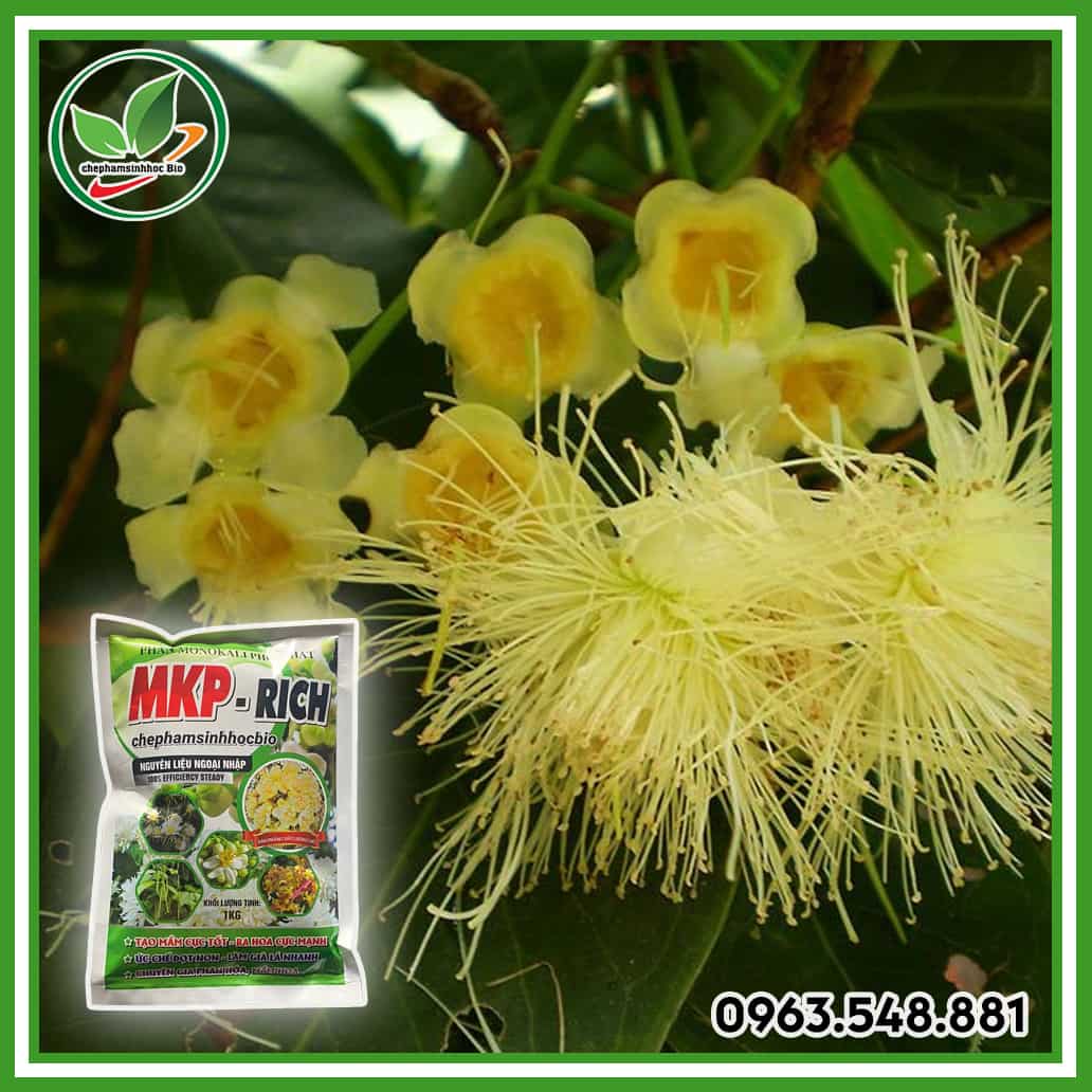 MKP RICH