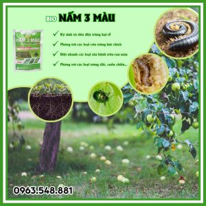 Nấm 3 màu