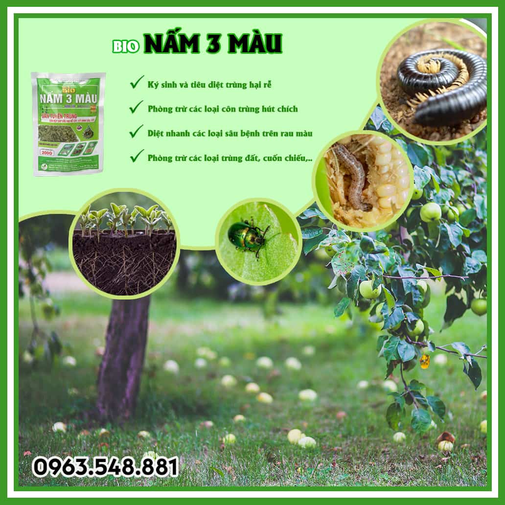 Nấm 3 màu