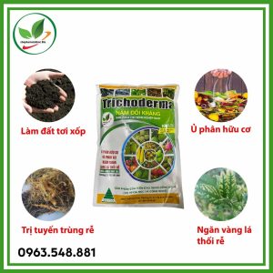 Nấm đối kháng trichoderma