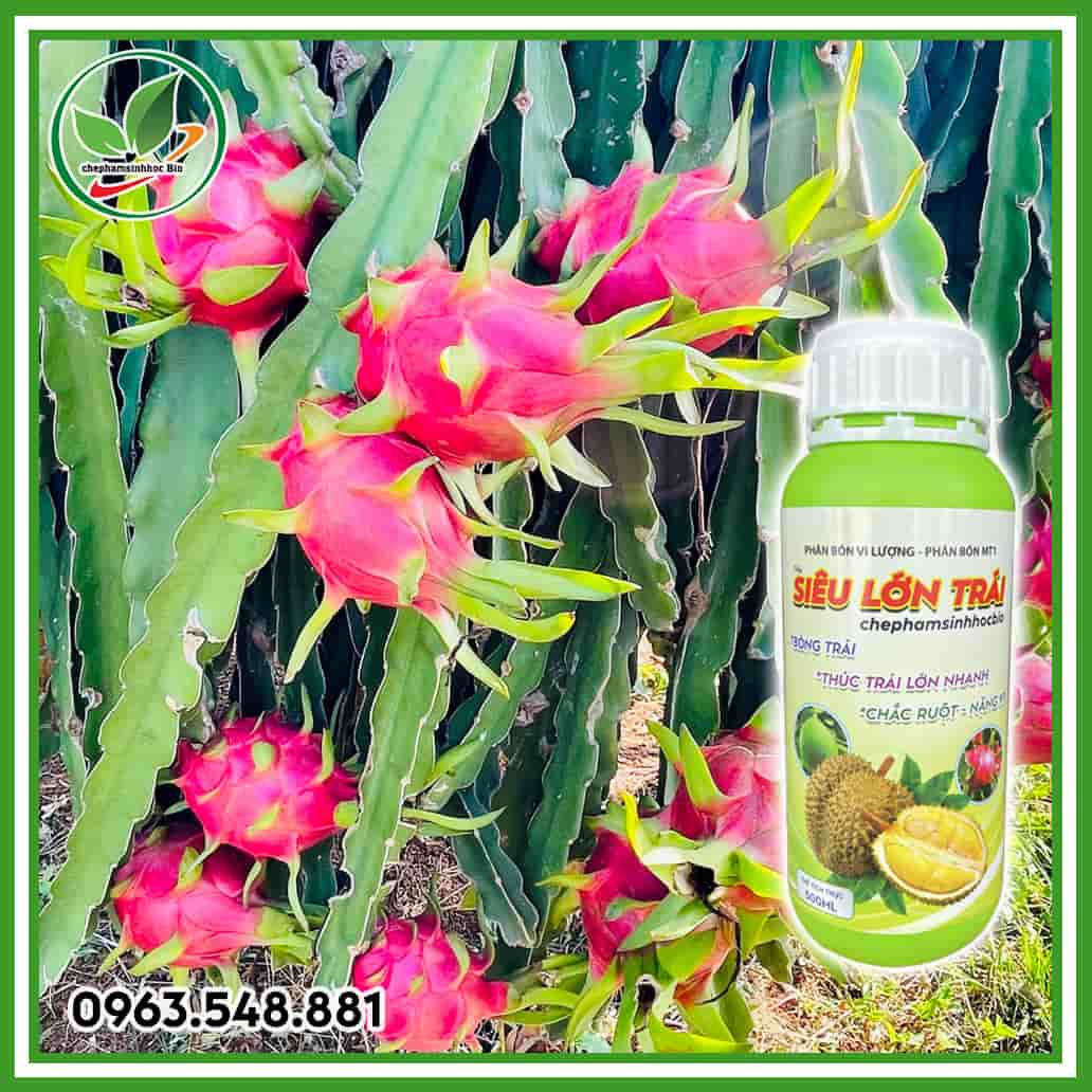 Siêu lớn trái