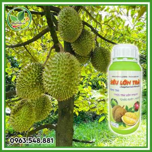 Siêu lớn trái