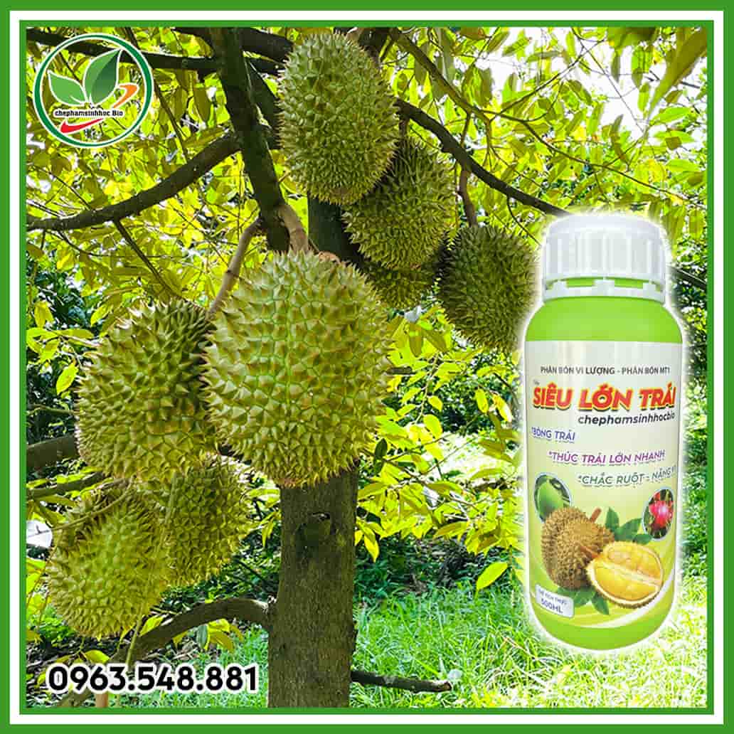 Siêu lớn trái