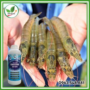em gốc trong thủy sản