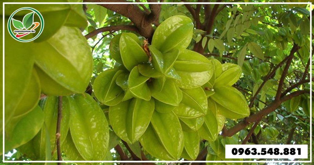 cach-diet-sau-duc-than-cay-khe 3