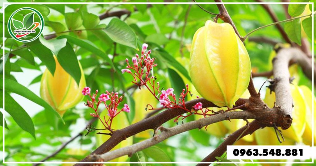 cach-diet-sau-duc-than-cay-khe 4