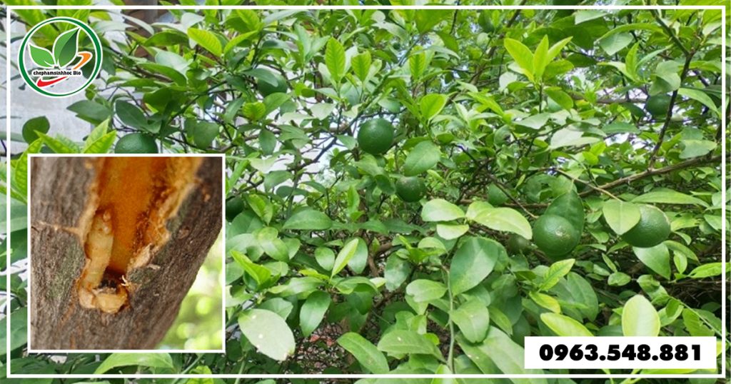sau-duc-than-cay-chanh 1