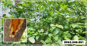 sau-duc-than-cay-chanh 1