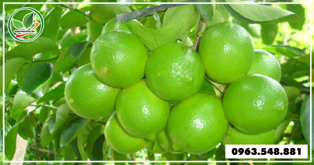 sau-duc-than-cay-chanh 4