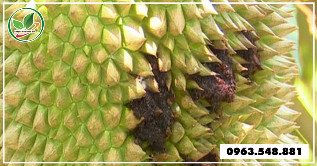 sau-duc-than-sau-rieng 4