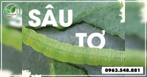 thuoc-dac-tri-sau-to-1