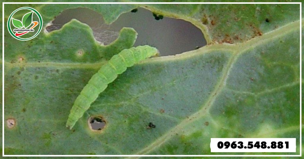 thuoc-dac-tri-sau-to-2