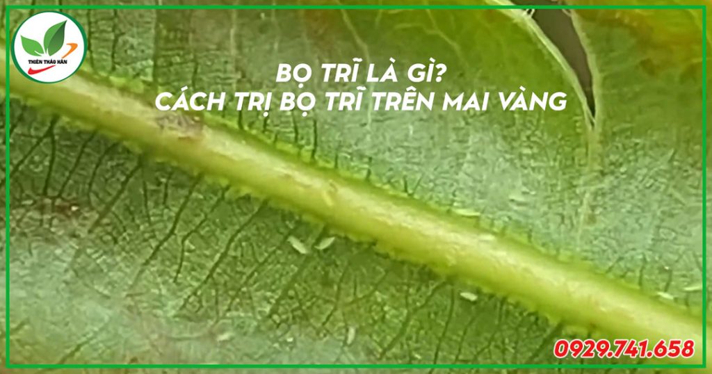 cách trị bọ trĩ trên mai vàng