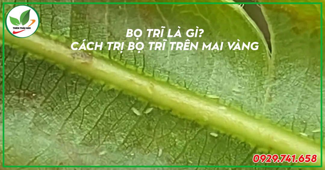 cách trị bọ trĩ trên mai vàng