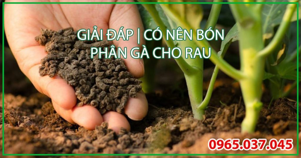 Có nên bón phân gà cho rau không
