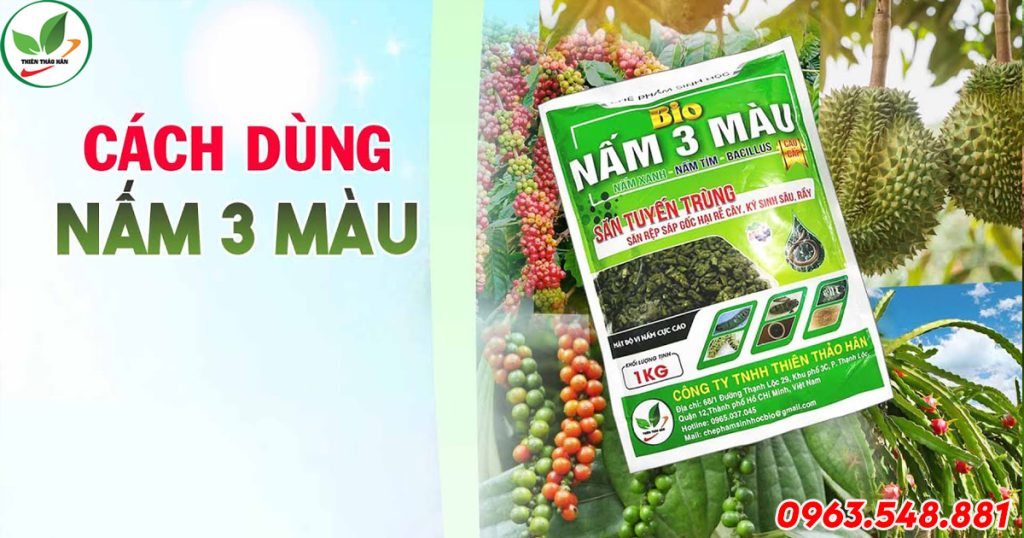 cách dùng nấm 3 màu
