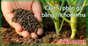 Hướng dẫn chi tiết cách ủ phân gà bằng trichoderma
