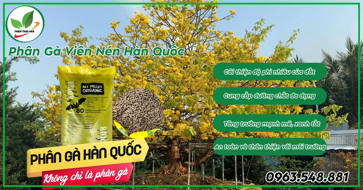 bón phân gà cho mai vàng