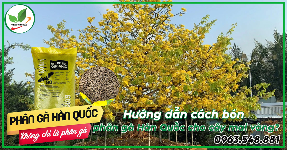 bón phân gà cho mai vàng