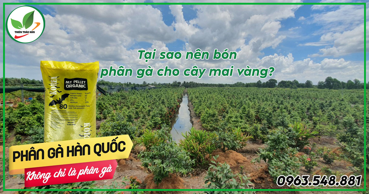 Bón phân gà cho mai vàng
