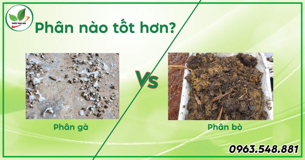 phân bò và phân gà phân nào tốt hơn