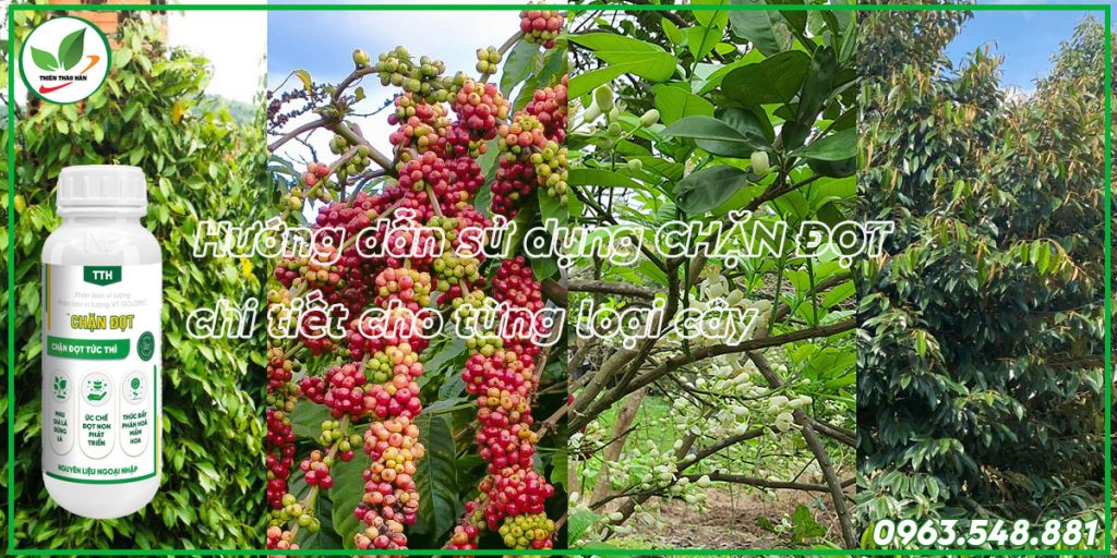 Hướng dẫn cách sử dụng thuốc chặn đọt