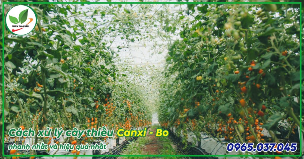 cây bị thiếu canxi bo