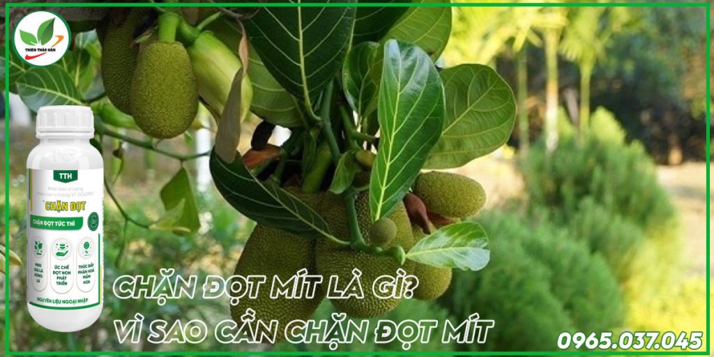 chặn đọt mít là gì?