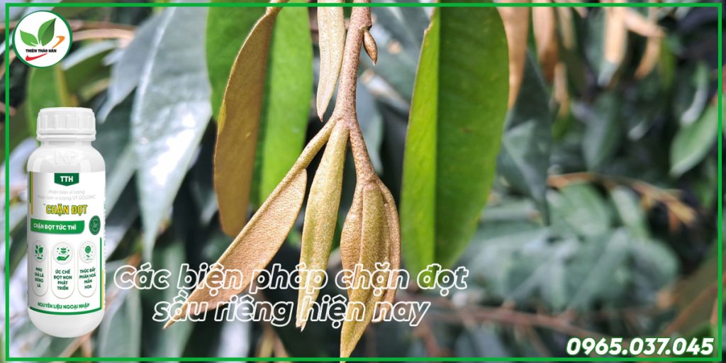 các biện pháp chặn đọt sầu riêng