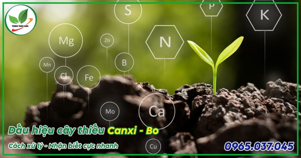 cây bị thiếu canxi bo