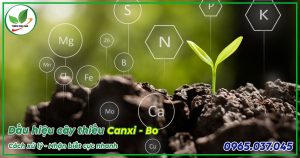 cây bị thiếu canxi bo