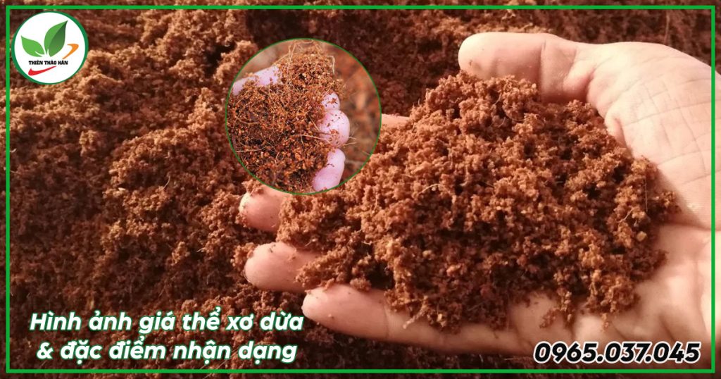 hình ảnh giá thể xơ dừa