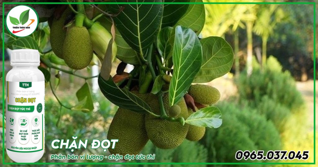 cách chặn đọt mít