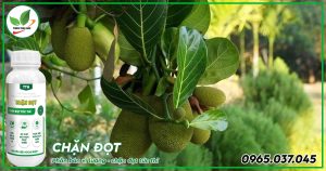 cách chặn đọt mít