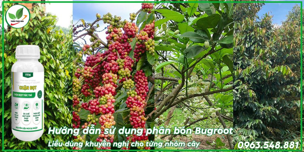 Cách dùng phân bón siêu kích rễ, siêu vọt đọt Bugroot