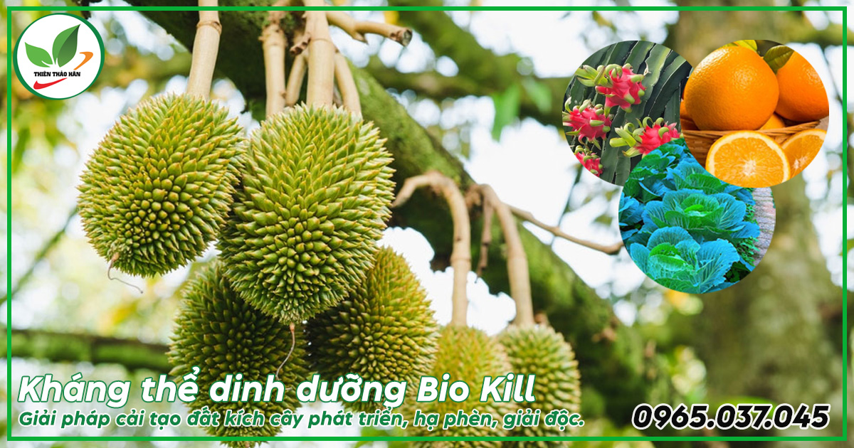 Kháng thể dinh dưỡng bio kill
