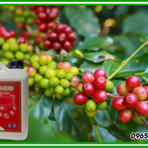 phân bón potaherb can 5 lít cho cây cà phê