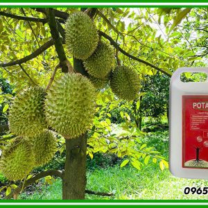 phân bón potaherb can 5 lít cho cây sầu riêng
