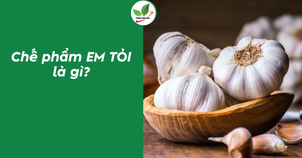 chế phẩm em tỏi là gì?