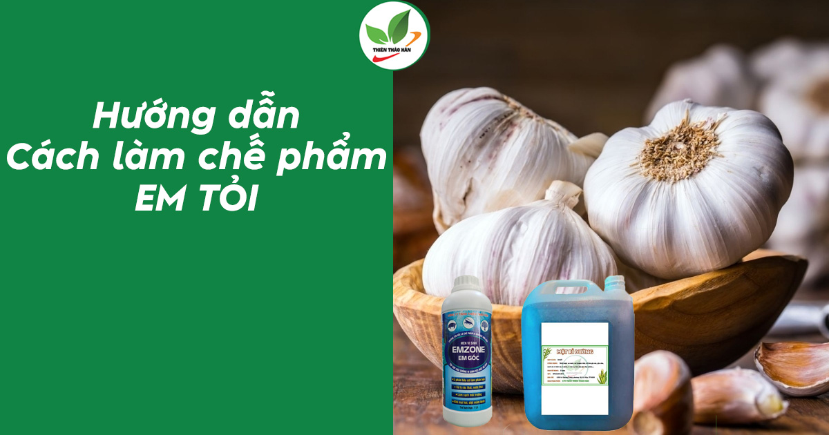 cách làm chế phẩm em tỏi
