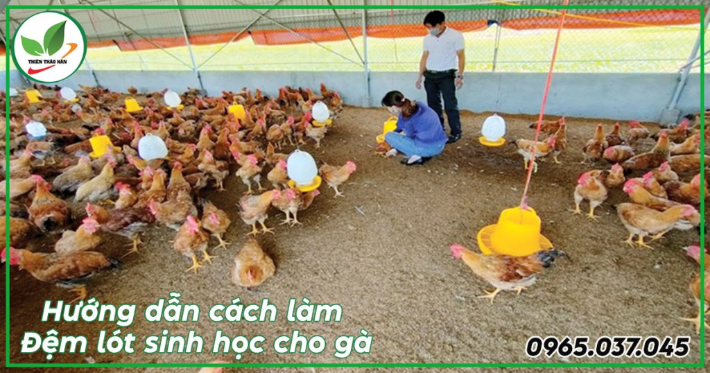 cách làm đệm lót sinh học cho gà