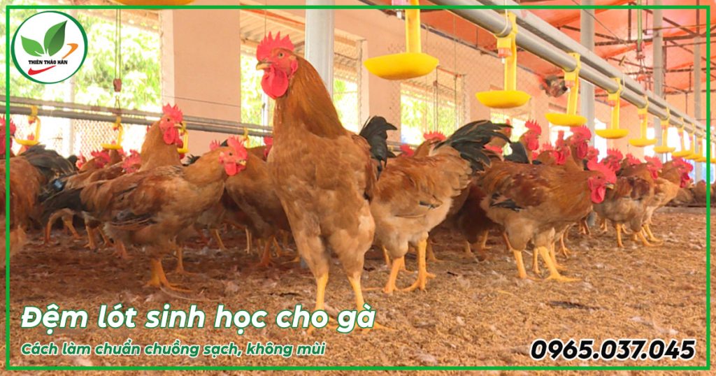 Đệm lót sinh học cho gà là gì?