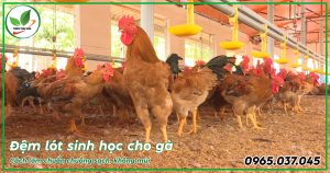 Đệm lót sinh học cho gà là gì?