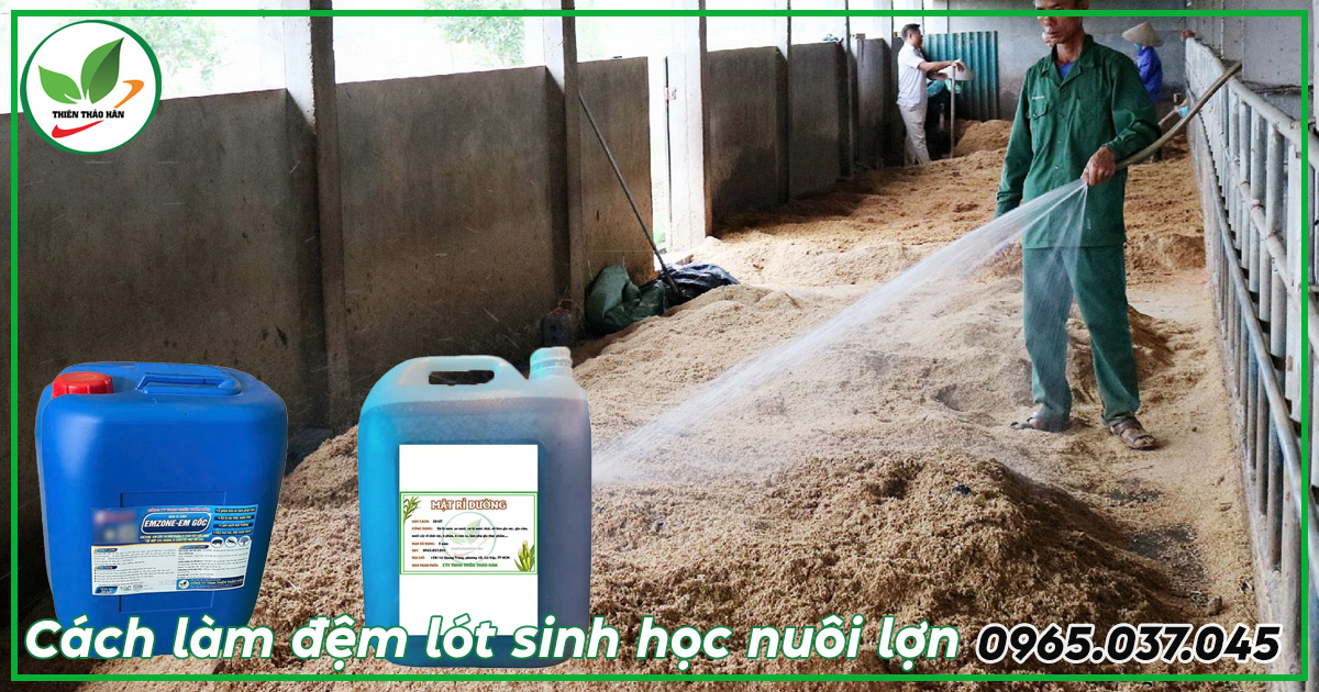 cách làm đệm lót sinh học trong chăn nuôi lợn