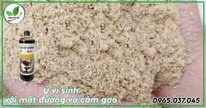 ủ men vi sinh với mật đường và cám gạo