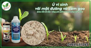 ủ vi sinh với mật đường và cám gạo