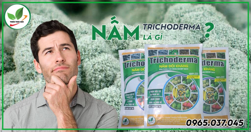 Nấm trichoderma là gì