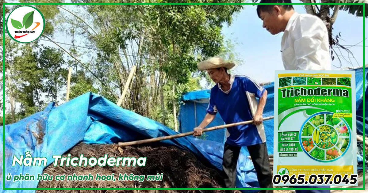 nấm trichoderma ủ phân hữu cơ